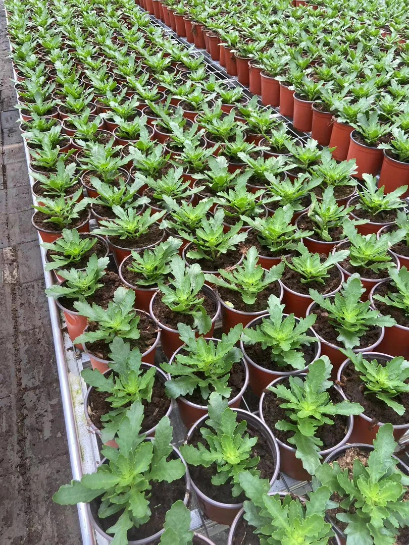 综合链接~开花发货季节颜色售后美观带花苞漂亮淡雅客厅长寿美观