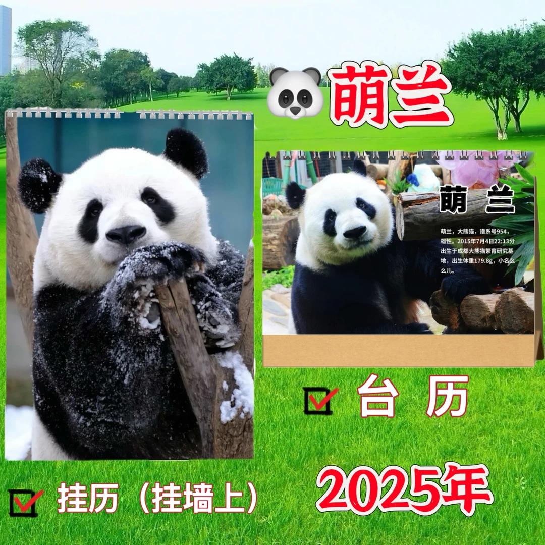 大熊猫萌兰2025年台历挂历桌面摆件创意礼品周边照片写真相册