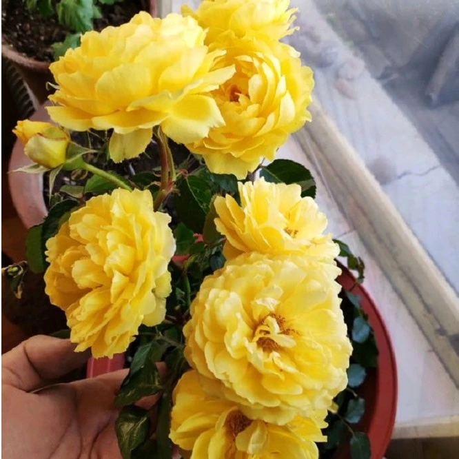 星辰花园0.7加仑金星王 庭院阳台花卉 花中皇后——月季花春季