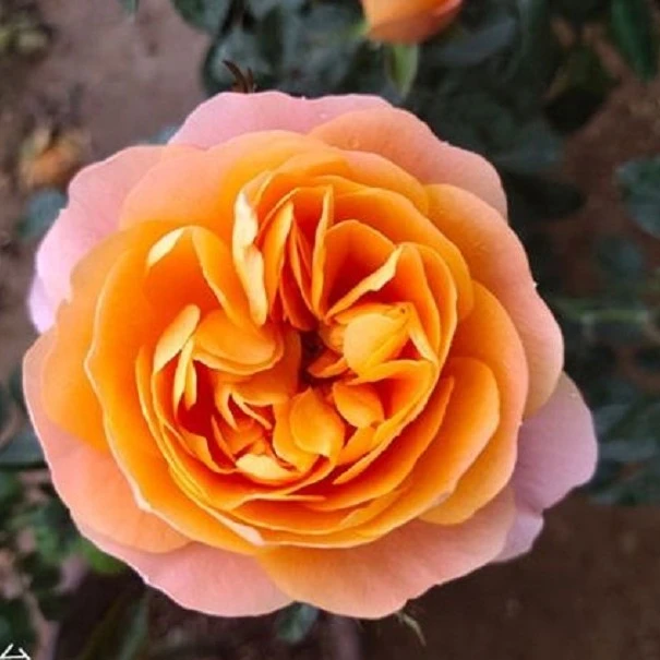 【星辰花园 】果汁阳台 2加仑大苗  阳台盆栽月季多季开花下单发货