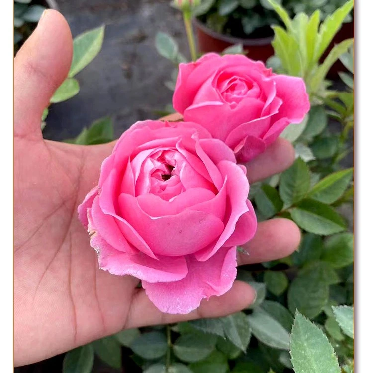 【星辰花园 】 粉钻 1.5加仑月季原盆原土带花苞发货 ，庭院阳台月季