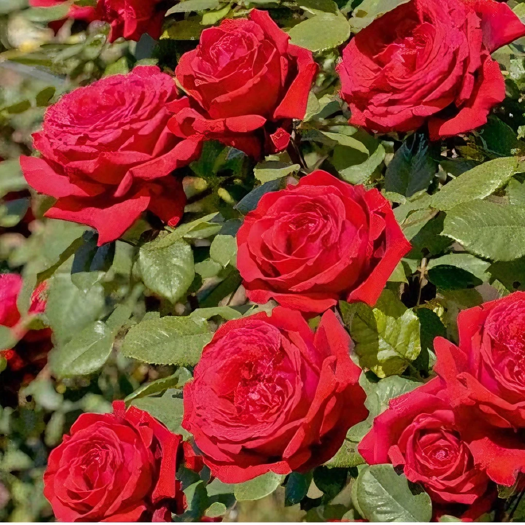 恩钿女士（波特罗） 【星辰花园 】 0.7加仑/2升盆扦插月季 修剪养护