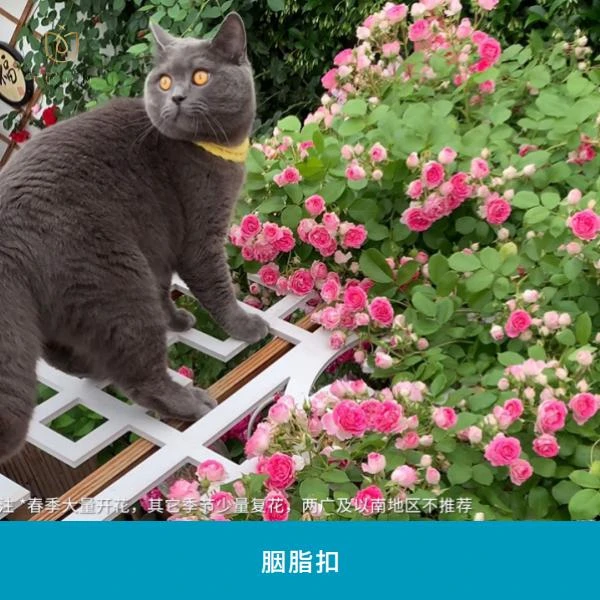 【星辰花园 】 藤本扦插小苗 开花庭院养护下单修剪发货