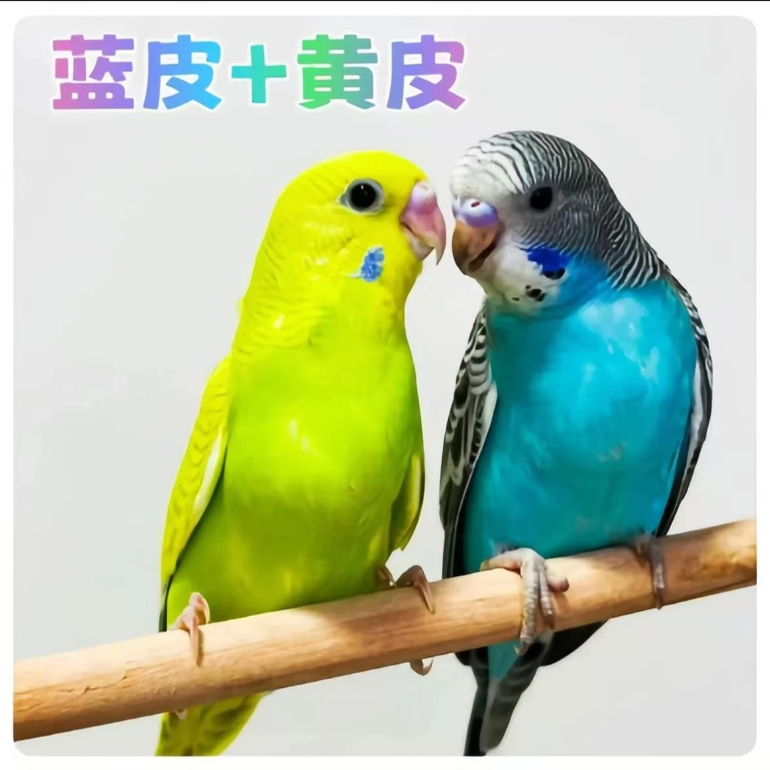 鹦鹉观赏鸟可爱漂亮