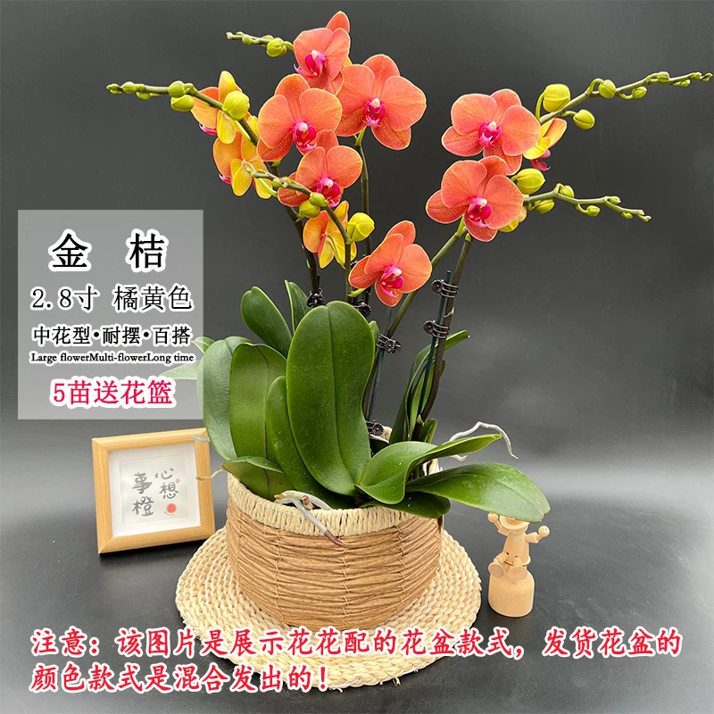 【金桔】 新品种稀少年宵花 蜡质蝴蝶兰室内桌面绿植花卉摆件