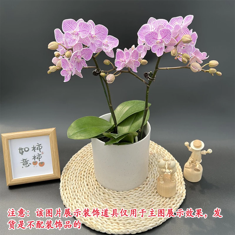 【樱花】2苗送陶瓷盆 小花型 分支多树型蝴蝶兰室内桌面绿植摆件