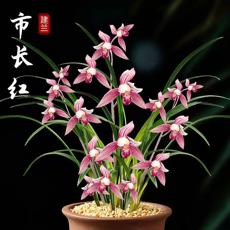 精品高端建兰浓香型兰花【市长红】盆栽四季开花精选好养绿植花卉