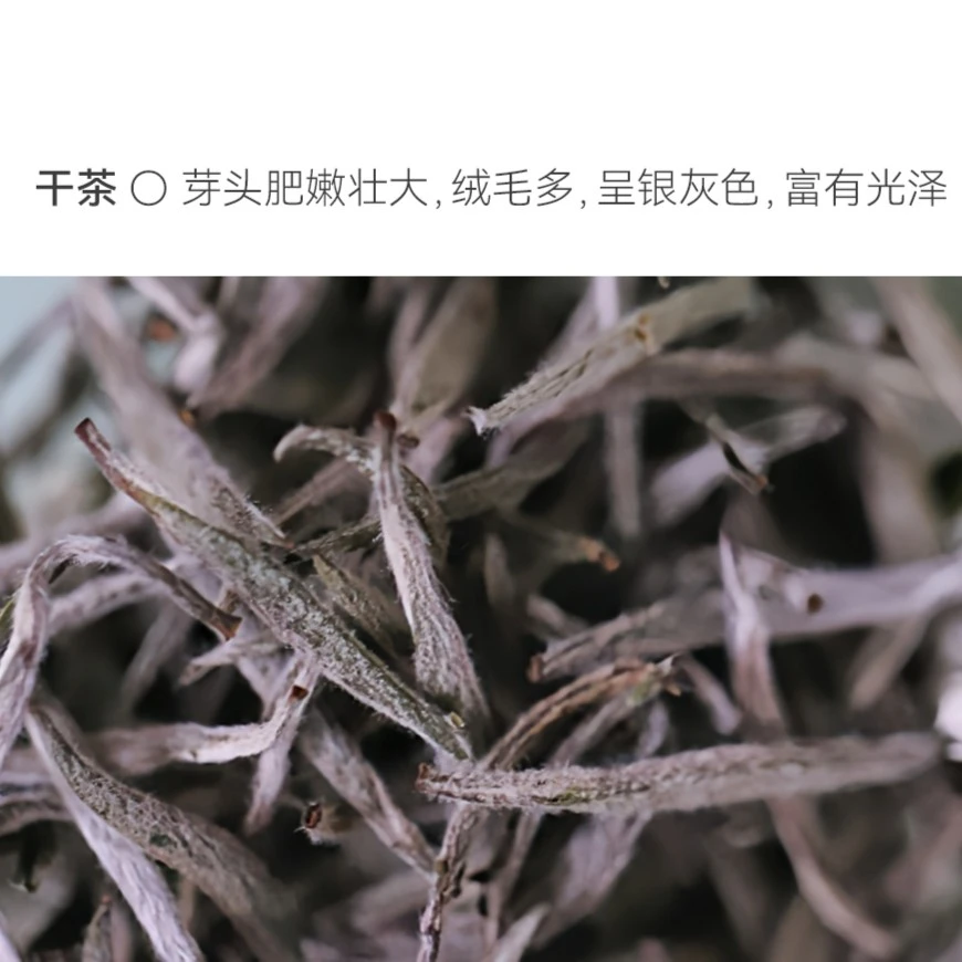 【试壹管茶金标】奶香23福鼎白毫银针磻溪日晒头采