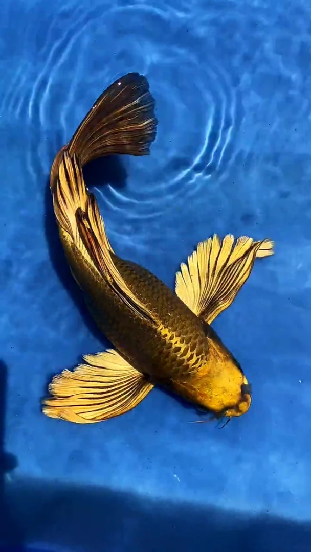 开播福利精品台湾熊猫重金属