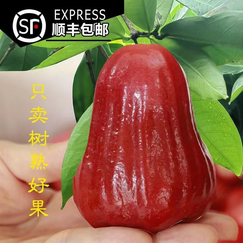 【顺丰包邮】大果海南黑金刚莲雾新鲜水果脆甜莲雾果整箱多汁采摘