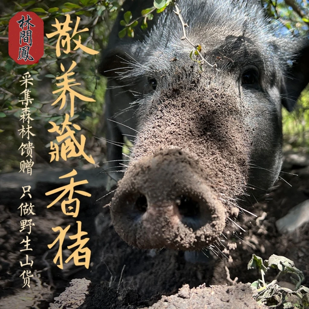 (广东放养二代野猪顺丰冷链当天发货)直播间现称卖