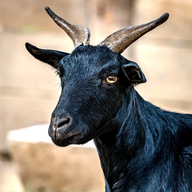 羊6号-大山散养小耳朵土黑山羊（肉清香无膻味）整扇/半羊/KG%腿排