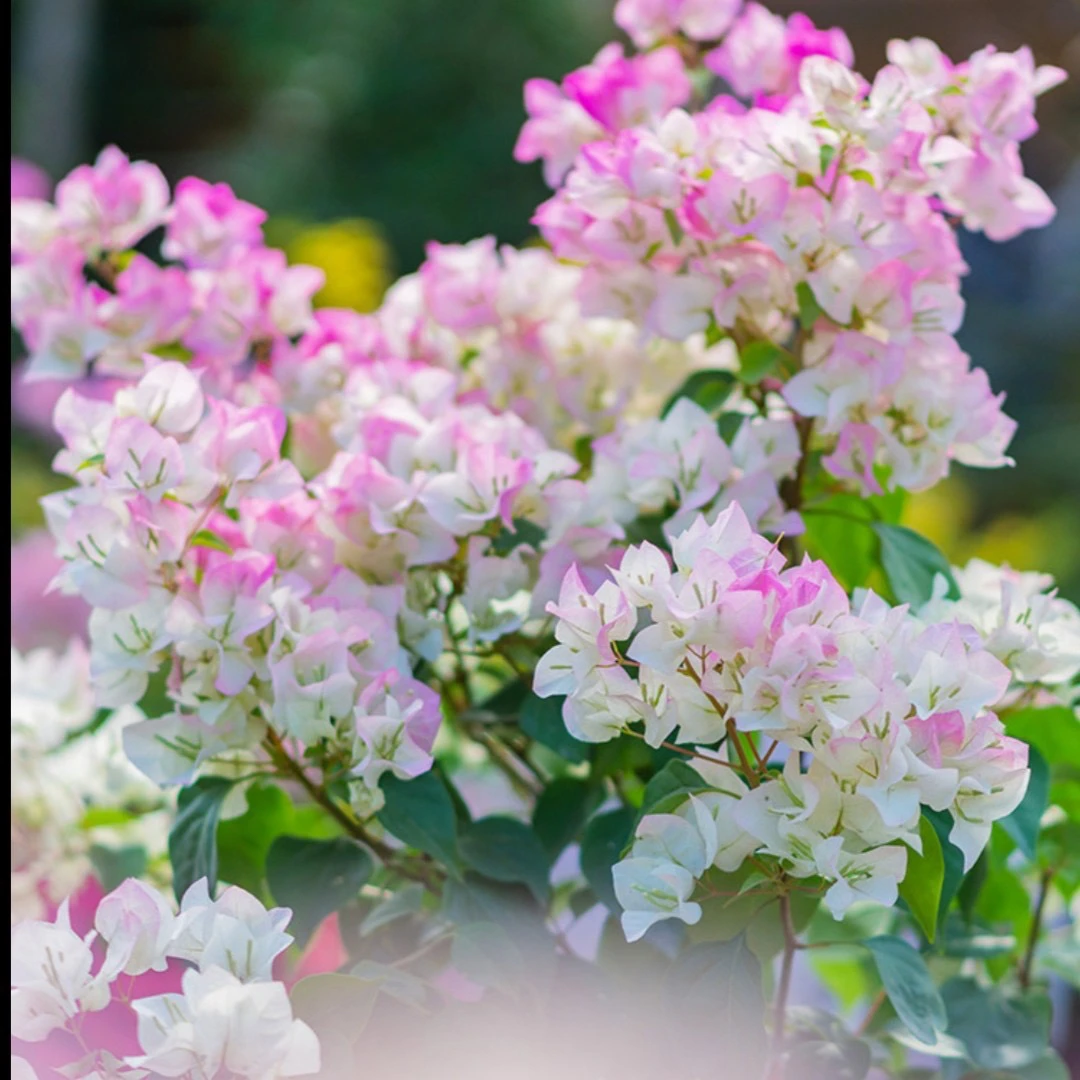 三角梅一物一拍