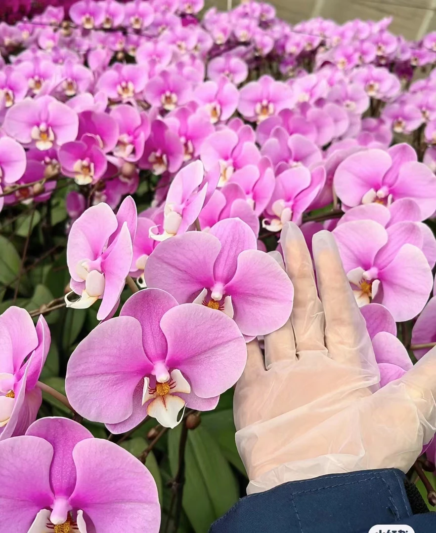 【安娜】蝴蝶兰带花剑 2.8杯 大花型 花量巨多 花期半年