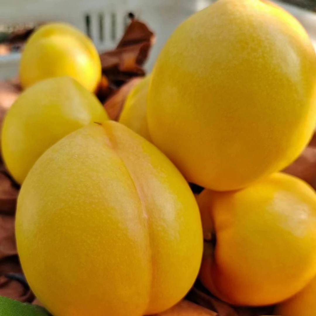 山东蒙阴自家种的油桃无毛很脆很甜