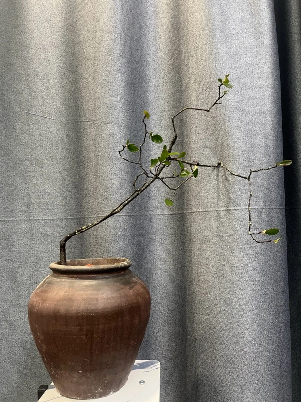 稀有海岛春花栀子盆栽桃金娘相思树盆景直播间链接(一物一拍)