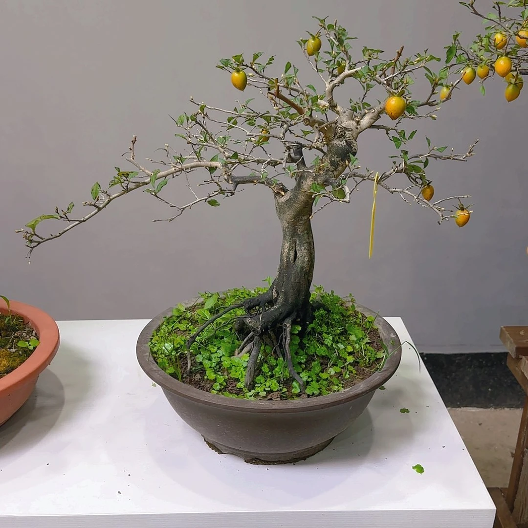 盆景盆景盆景盆景