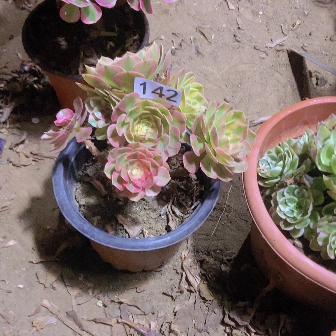 142小倾城老庄法师