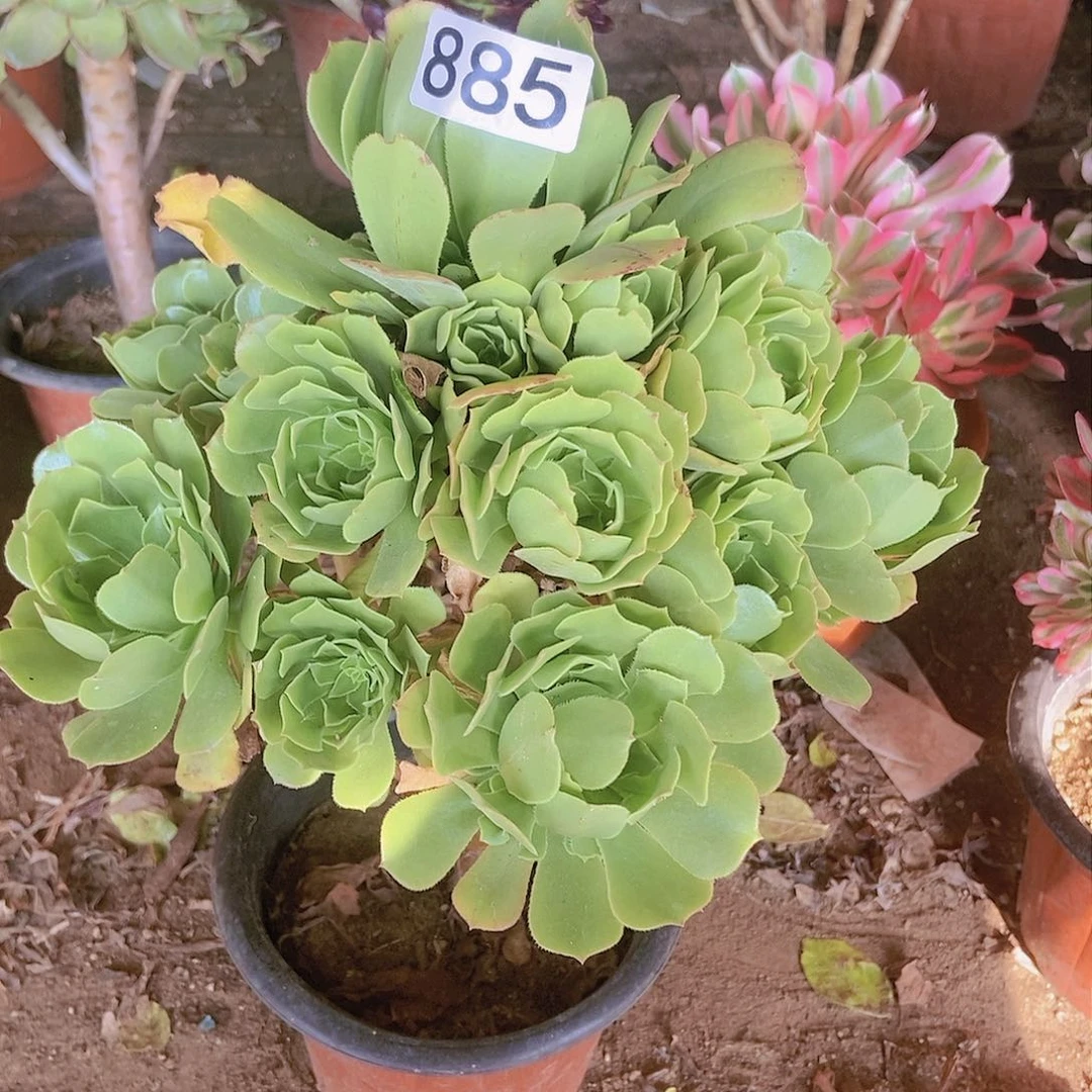 885绿玫瑰老庄朵朵。。