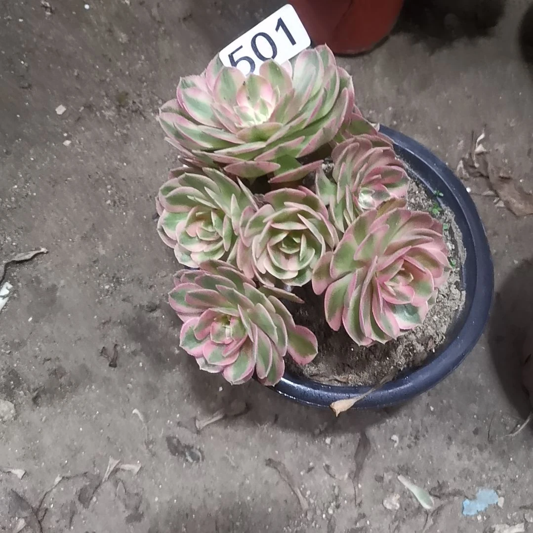 霜**暮倾城小老庄法师 501..