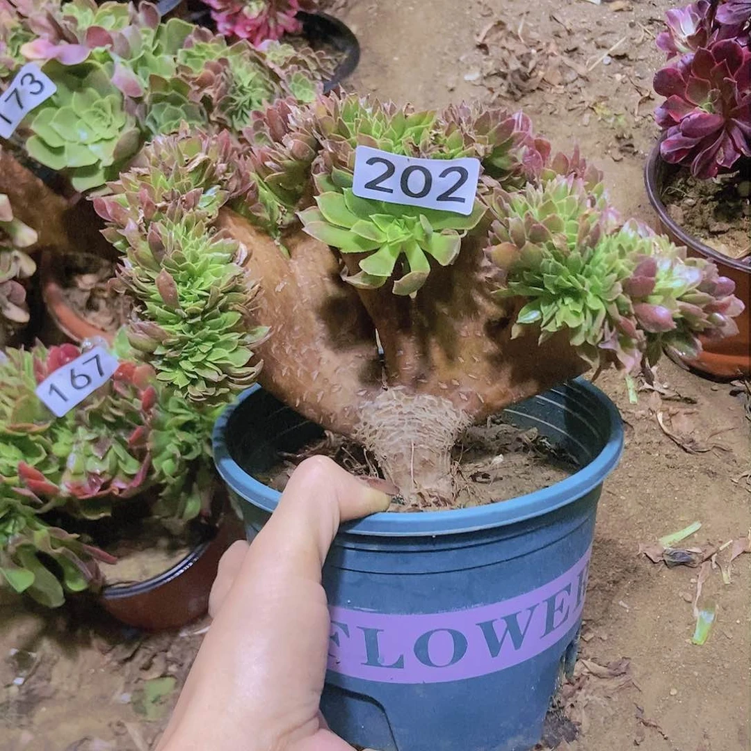 202那迦女王缀老庄