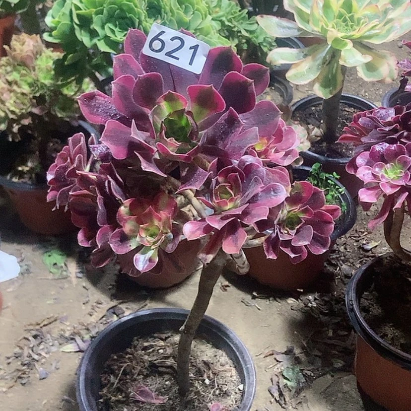 【闪购商品】621美杜莎有修侧枝