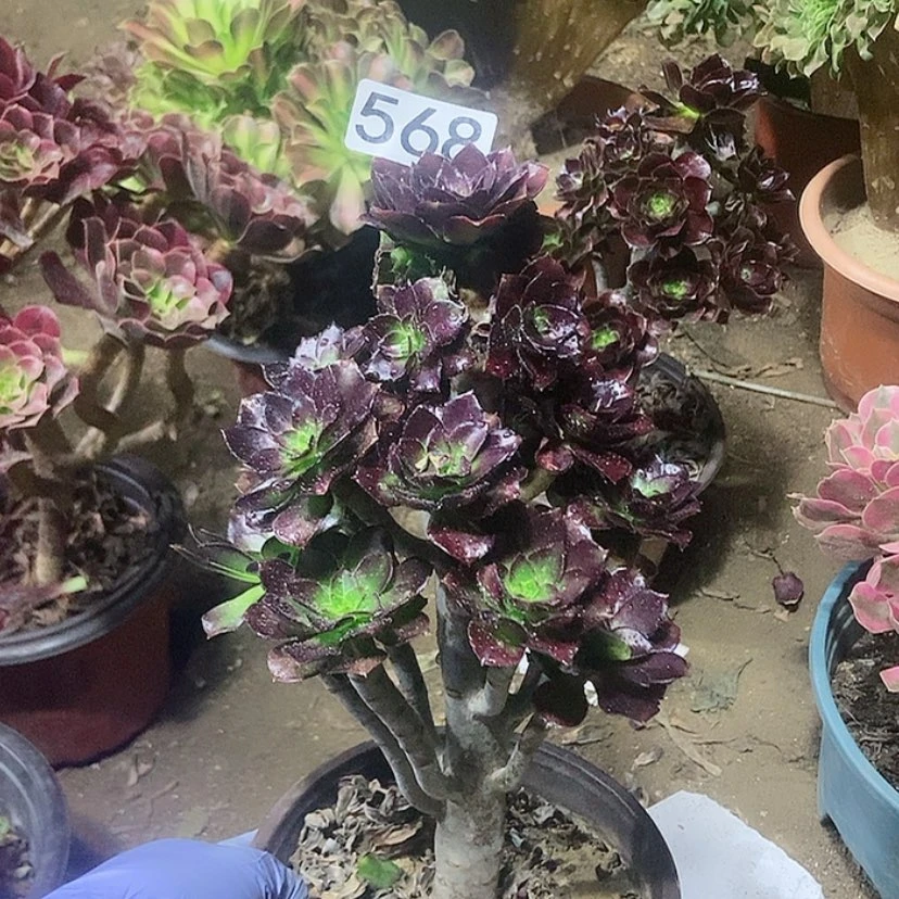 【闪购商品】568黑豆老庄