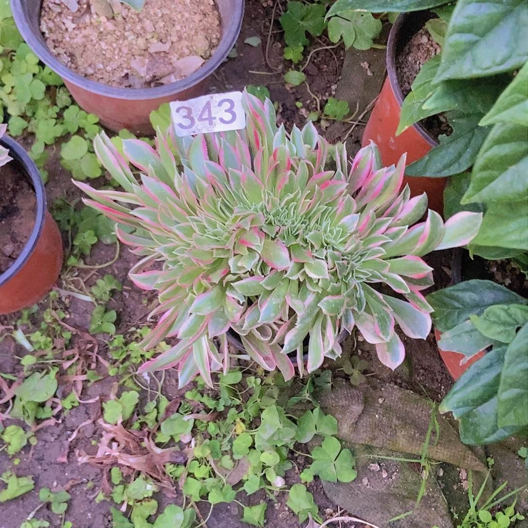 343粉女巫小缀法师