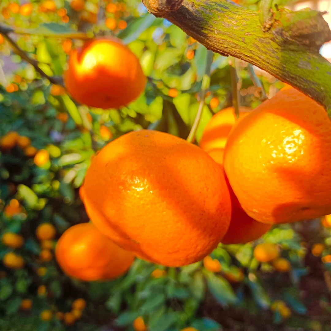 正宗临海高山涌泉蜜桔精品果浙江台州现摘应季鲜甜水果顺丰包邮