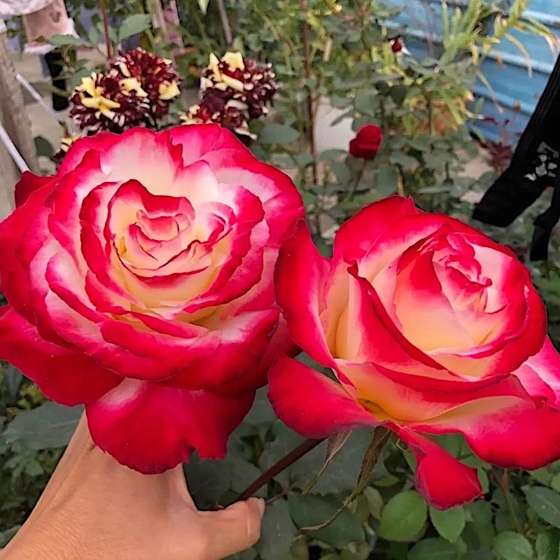 【红双喜】强香型月季丰花品种多季节开花