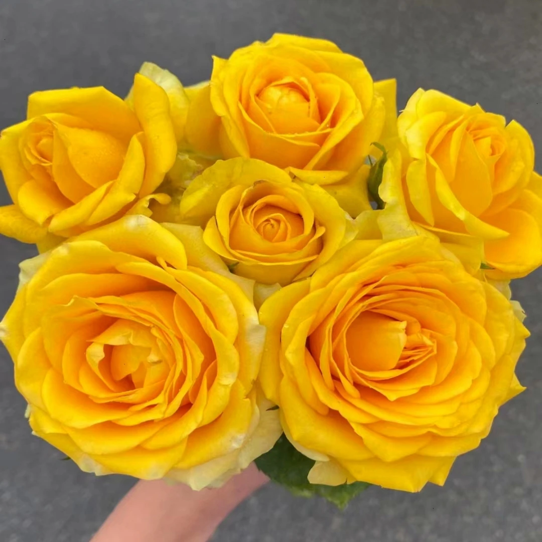 【黄油】新品切花月季丰花品种多季节开花