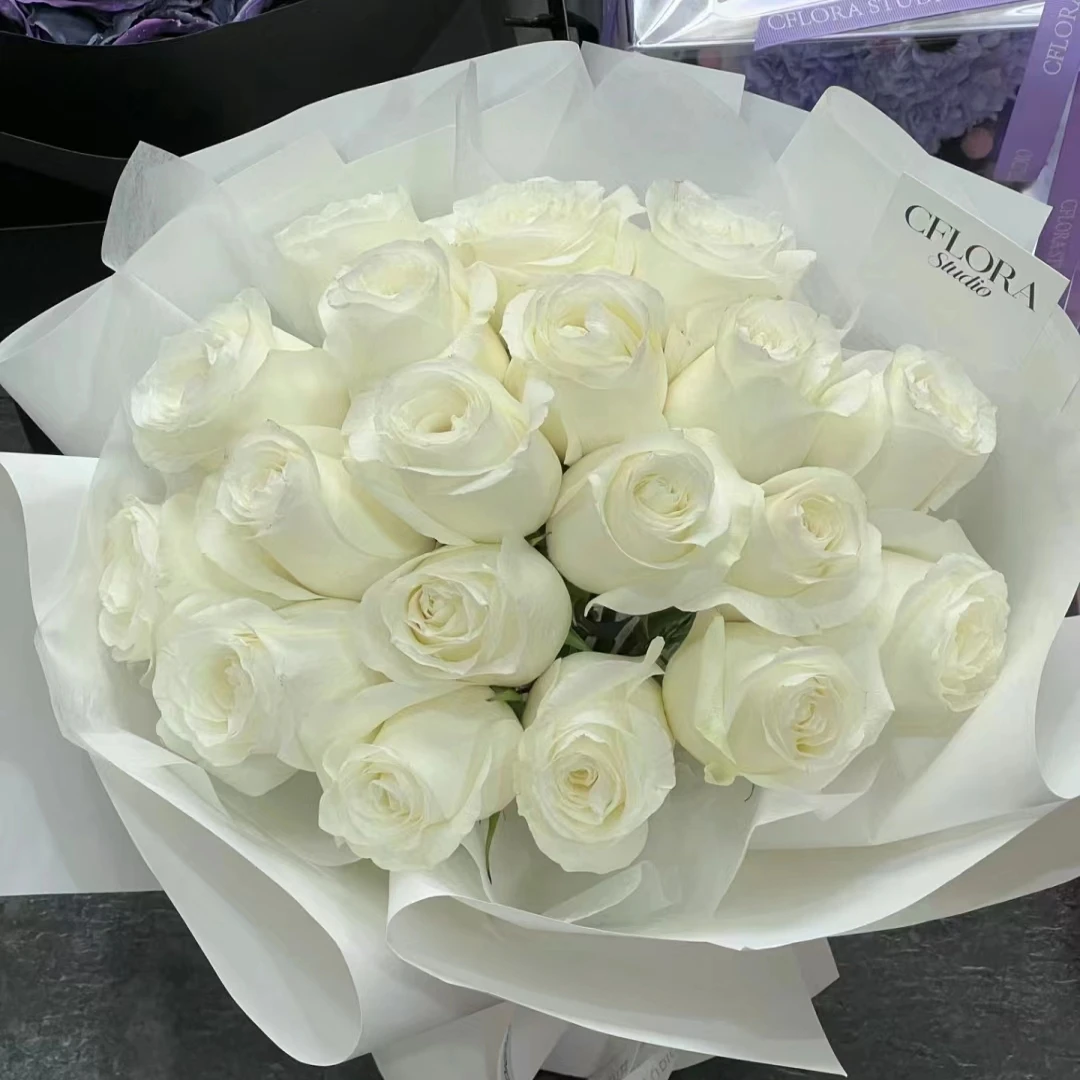 【坦尼克】白玫瑰高颜值丰花月季品种多季花