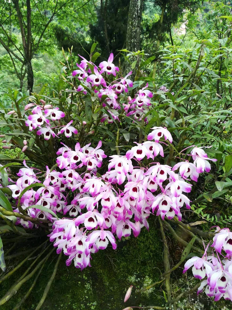 么么哥金钗，产花量高，观赏性强，室内外花卉绿植，药用价值极高