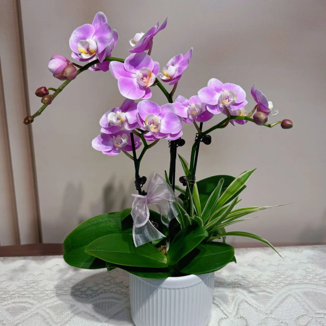 【优美】蝴蝶兰 粉色系 日本进口中小花型 丝绒感送人桌面花卉绿植