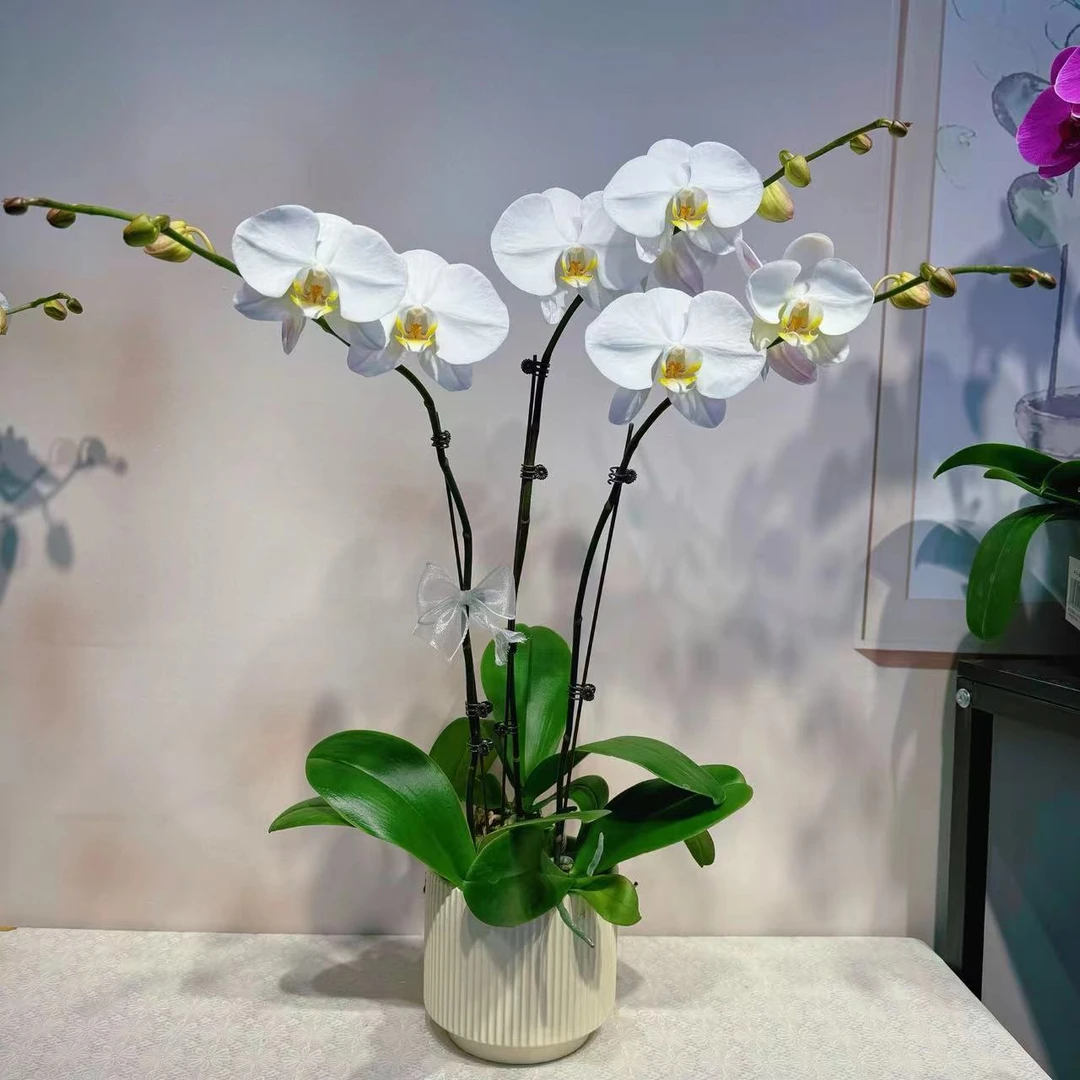 【大白】蝴蝶兰3.0寸杯 优雅 轻奢高级室内礼品花 耐养