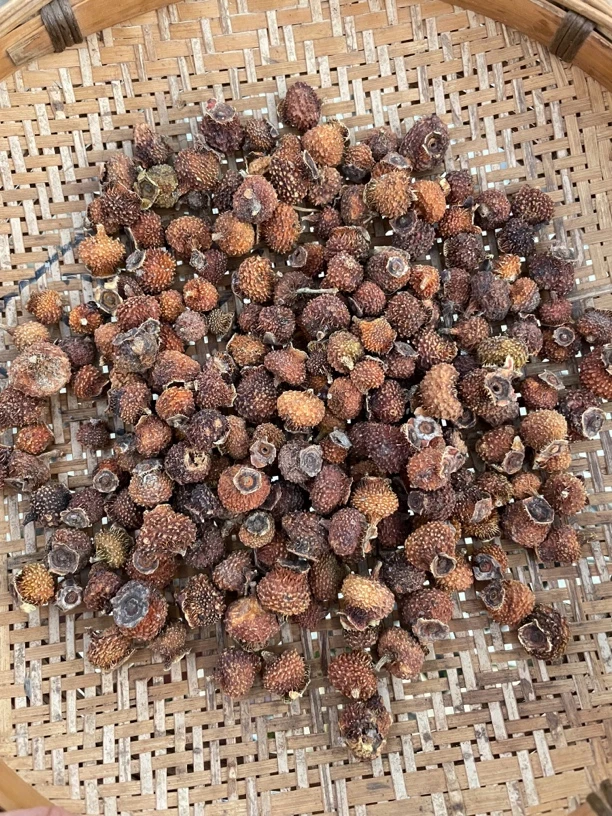 湘西野刺果高维C泡水茶泡酒