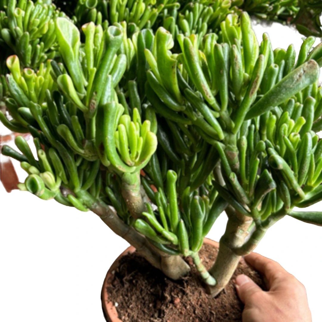 4年精品老桩（吸财树）新手好养，脱土裸根发货