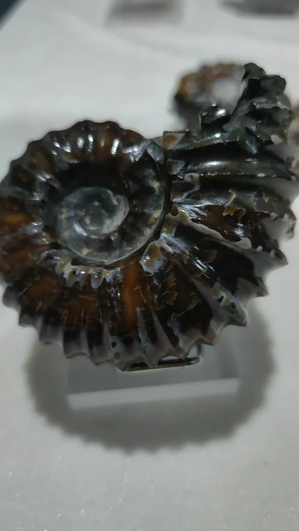 居家摆件 螺 石头