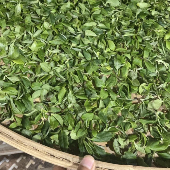团团圆圆圆圆满满-2024倚邦猫耳朵-普洱茶生茶-100克