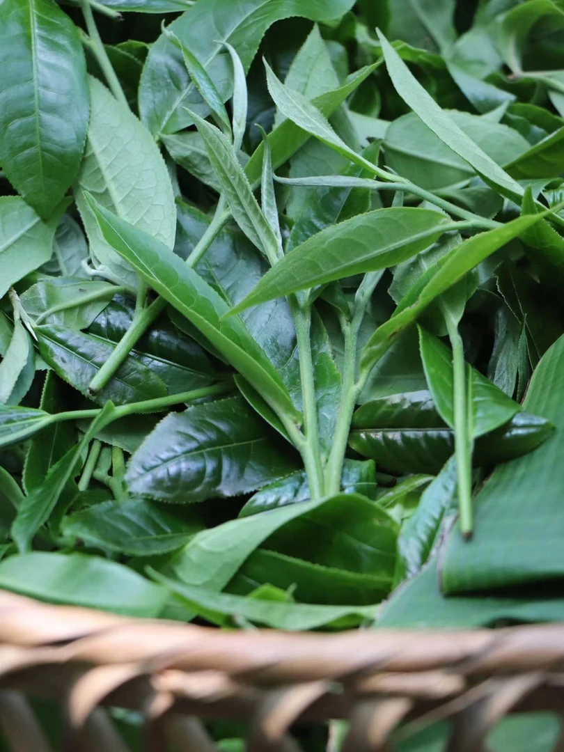 2024-BHT一类-50g-头春茶生茶散茶