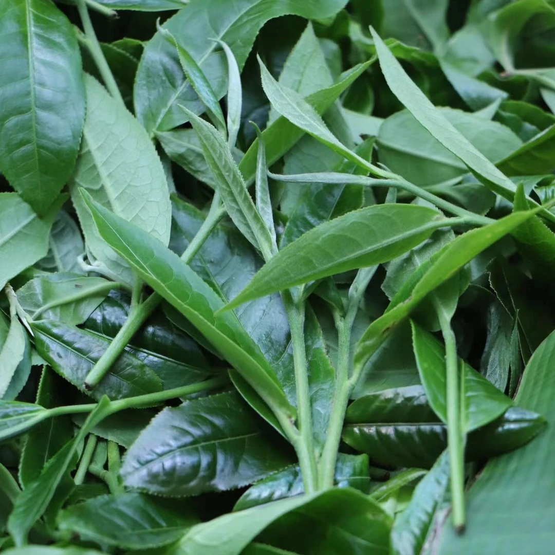 【鲜叶盯采&自炒】1kg-2024易武-天门山核心区一类高杆古树头春生茶