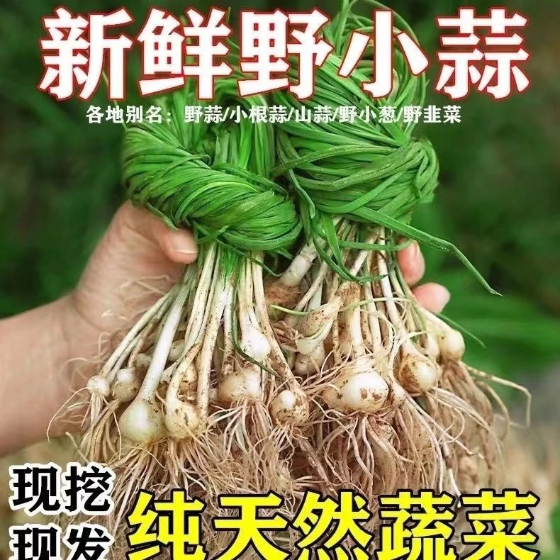 『顺丰包邮』现挖贵州苦蒜新鲜野葱带泥带须野蒜小根蒜胡葱小根葱
