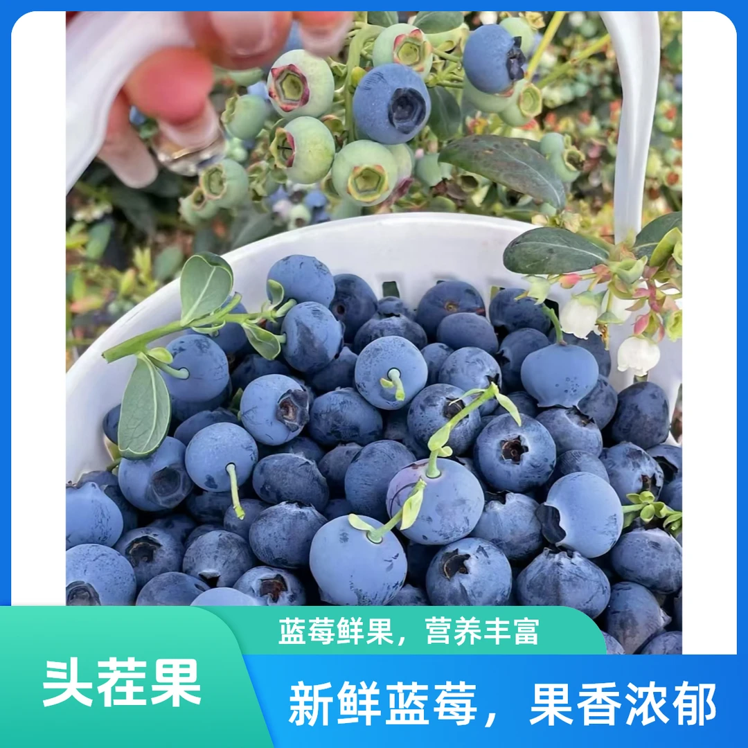 【兰花香头茬果】云南花香蓝莓头茬果新鲜采摘脆甜多汁孕妈宝宝辅食