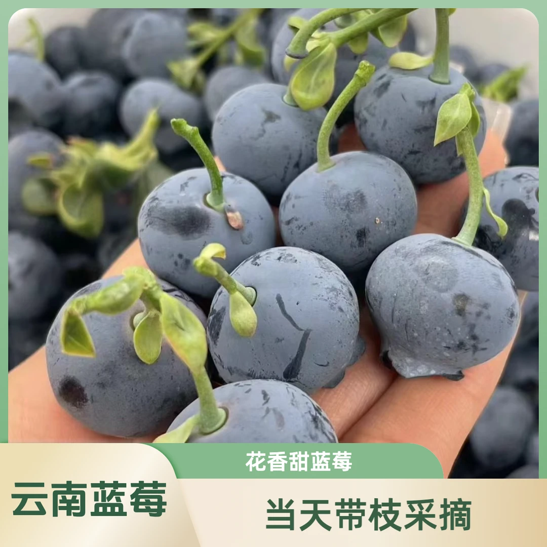 【当天带枝现摘】云南高山甜蓝莓 花香蓝莓 宝妈孕妈宝宝辅食