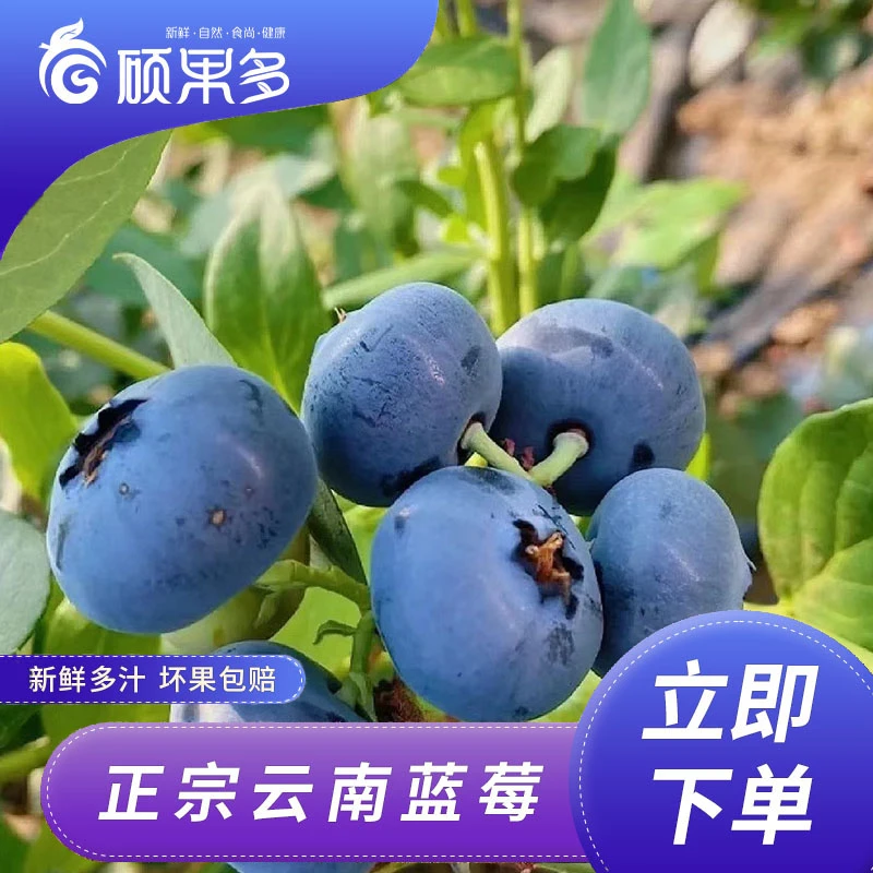 【果王福利款】24mm+云南新鲜蓝莓鲜果甜微酸多汁新鲜水果饱满