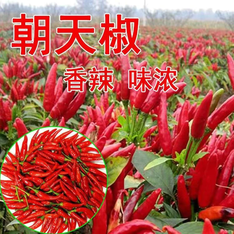 辣椒种子朝天椒青椒线椒种子螺丝椒薄皮庭院盆栽蔬菜种籽四季