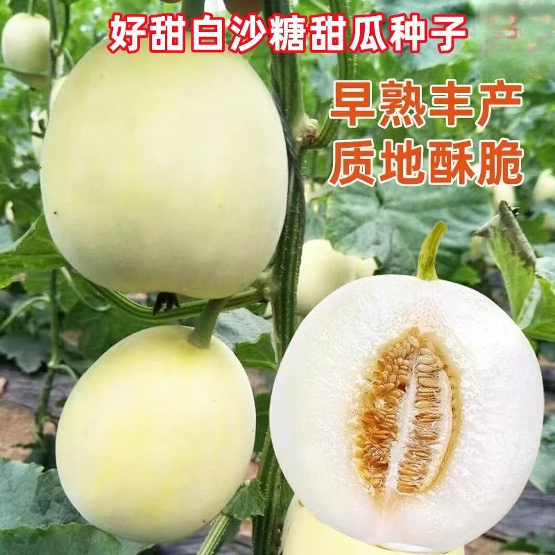 白沙糖甜瓜种子香瓜种子冰糖籽甜瓜种籽四季水果种子甜甜瓜种子