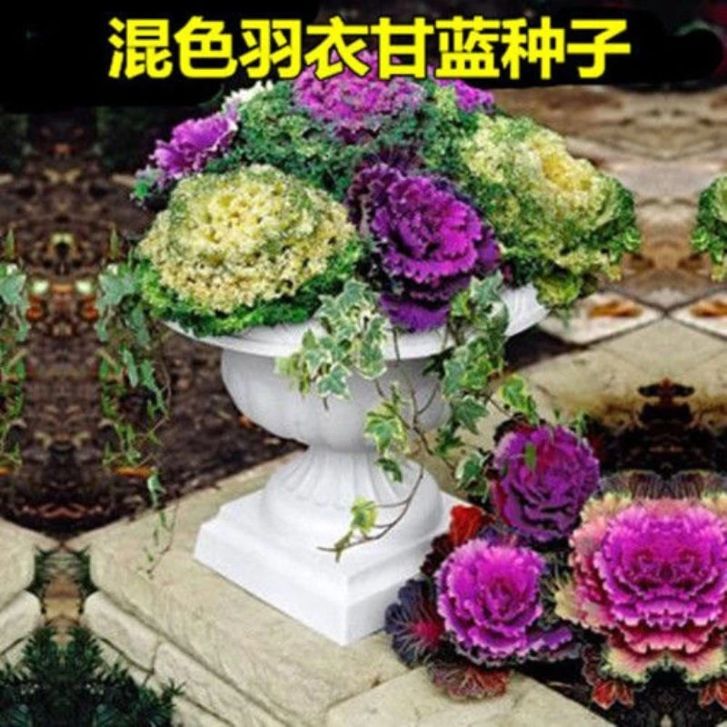羽衣甘蓝种子种籽苗多年耐寒食用观赏紫色蔬菜苗阳台四季盆栽花卉