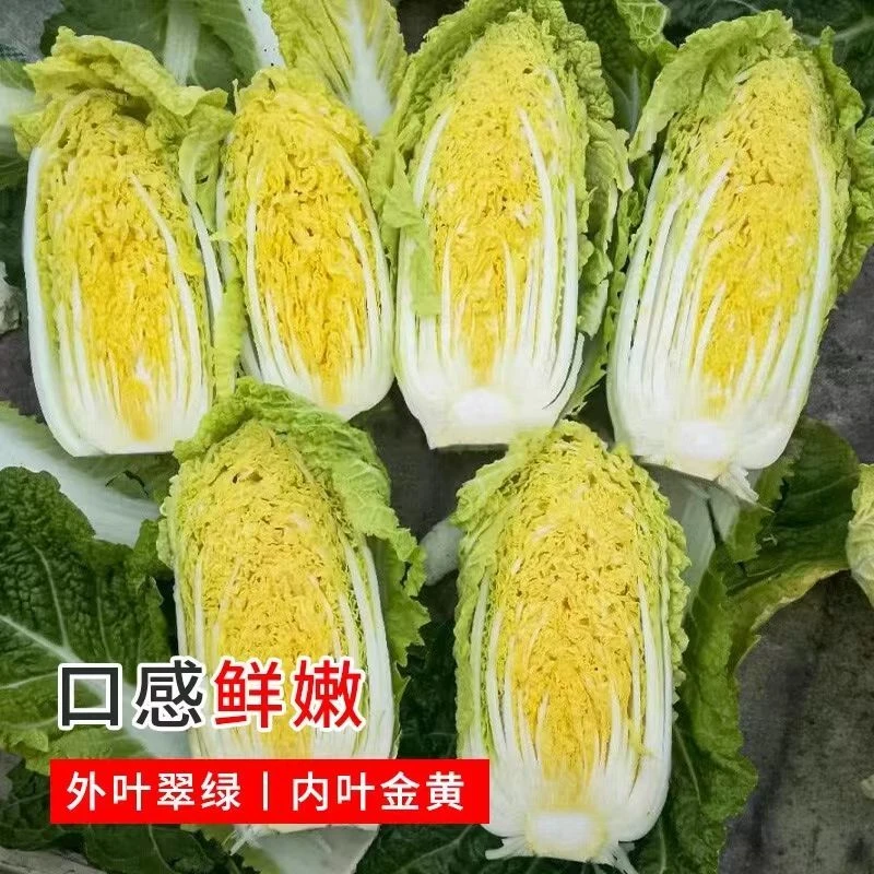 娃娃菜种子小白菜种籽黄心娃娃菜种籽小型白菜四季秋冬季庭院