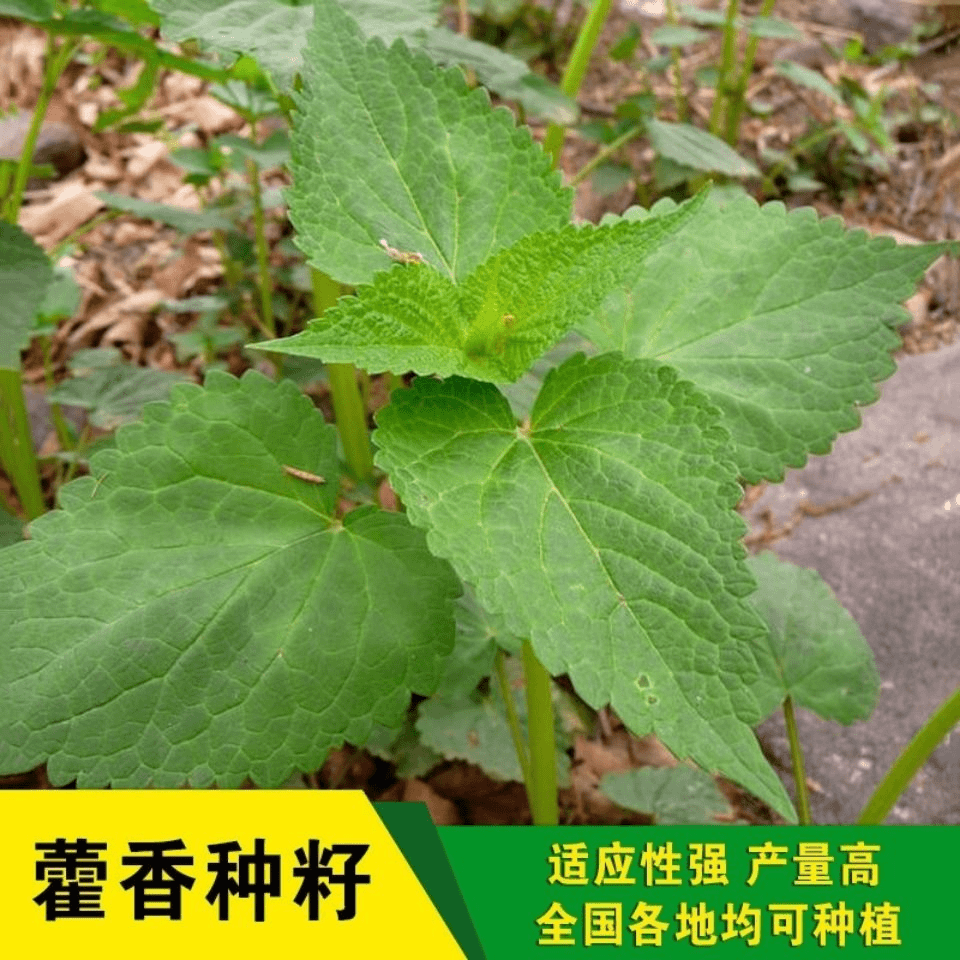 藿香种子霍香正气香草种子五香十香大茴鱼香草阳台盆栽蔬菜种籽